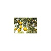 image:imageWeleda Citrus Hydrating Body Lotion  68 Oz 68 Ounces68 Fl Oz Pack of 2