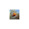 image:imageWeleda Hydrating Sea Buckthorn Body Lotion 68 Fluid Ounces Pack Of 168 Fl Oz Pack of 2