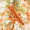 image:imageWeleda Hydrating Sea Buckthorn Body and Beauty Oil 34 Fluid Ounce Plant Rich Body and Beauty Oil with Sea Buckthorn and Sesame Oils034 Fl Oz Pack of 5