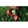 image:imageWeleda Replenishing Body Butter 50 Fluid Ounces Antioxidant Rich Formula with Pomegranate and plant extracts