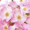 image:imageWeleda Renewing Face Lotion 1 Fluid Ounce Plant Rich Moisturizer with Wild Rose Jojoba and Peach Kernel OilsRenewing Lotion Wild Rose