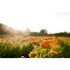 image:imageWELEDA Baby Calendula Multypurpose Balsam 088 oz