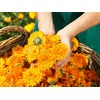 image:imageWELEDA Baby Calendula Multypurpose Balsam 088 oz