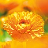 image:imageWeleda Calendula Baby Cream Bath 68 Fl Oz68 Fl Oz Pack of 1